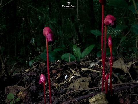 Aeginetia indica (Ghost Flower) Found near yellapur district in state Karnataka India. Aeginetia indica,Forest Ghost Flower,Geotagged,Ghost Plant,India,Wetlands,Wild Karnataka,dark,incredible india,red,terrestrial