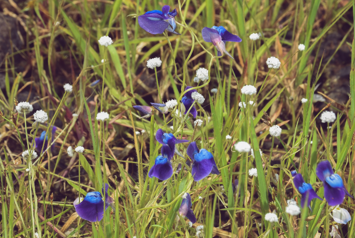 Utricularia arcuata with Eriocaulon sp in grass meadow Utricularia species are common insectivorous plants which are abundance in the land of rest from nitrogenous sources. we found this plant near western ghats of india. Common Blue Violet,Geotagged,India,Insectivore,Utricularia,Utricularia arcuata,Wild Karnataka,eriocaulon,grass meadow,incredible india.,insectivorous,insectivorous plant,meadow,purple