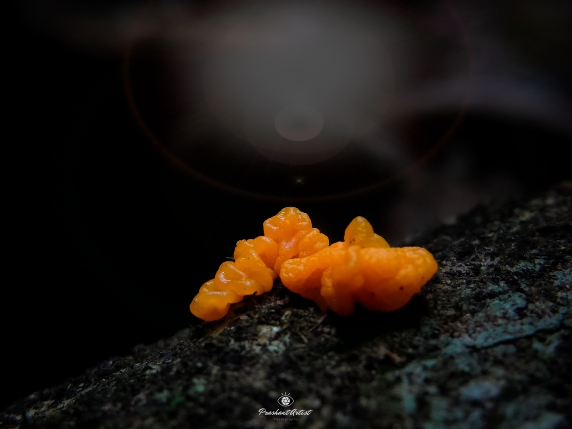 Tremella mesenterica (orange or Yellow Brain Fungus) This fungi got near yellapur Uttar kannada District Karnataka, India. I took this fungi picture for the identification later got know about this fungi by morphological and spore observation clarifies this fungi as Tremella mesenterica normally known as Orange or yellow brain fungus. Forest,Fungi,Geotagged,India,Rainforest,Tremella mesenterica,Wild Karnataka,dark,incredible india,mycologist,mycology,orange fungi,slimy fungi,yellapur