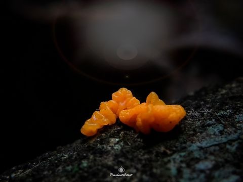 Tremella mesenterica (orange or Yellow Brain Fungus) This fungi got near yellapur Uttar kannada District Karnataka, India. I took this fungi picture for the identification later got know about this fungi by morphological and spore observation clarifies this fungi as Tremella mesenterica normally known as Orange or yellow brain fungus. Forest,Fungi,Geotagged,India,Rainforest,Tremella mesenterica,Wild Karnataka,dark,incredible india,mycologist,mycology,orange fungi,slimy fungi,yellapur