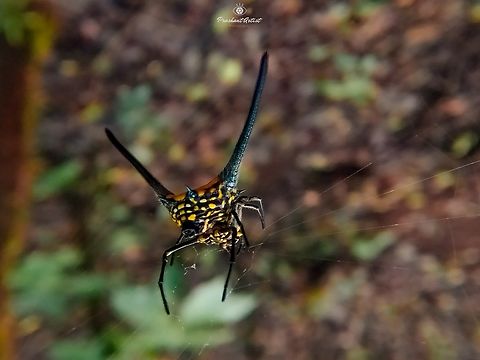 Gasteracantha dalyi, Long Horned Spiny Spider Really amazing insect ever had seen in my life, this spider usually seen in thick and deciduous forest range which are very clumpy and the sign we observe where the lack of ornitho's (Birds) grazing, When the hunt initiated, that time these orb veawer spider will create the clumpy web immediately, some other insects trapping birds will find the orbs by their own signals. We observed one interesting fact on this spider, which behavior is almost like human, that is silent preying aim. Some specific forest is the shelter of this spider. Have specific climate condition even. Forest,Gasteracantha dalyi,Geotagged,Green,India,Long Horned Spiny Spider,Rainforest,Spider,Spiders,Wild Karnataka,incredible india,orbweaver spider