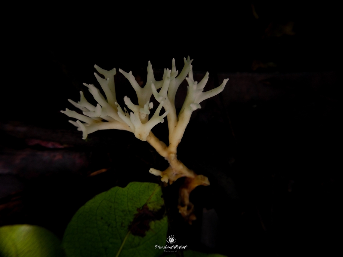 Artomyces sp (Coral Fungi) This fungi got on dead wood, which is very bright and looks like small desert tree. This fungi especial comes out on the specific temperature condition that can help to motive for the growth on substratum with using some leaf litter decayed macromolecules and micro molecules. The nutrition availability is much more important part for these coral fungi. Artomyces,Forest,Forests,Fungi,Fungus,Geotagged,India,Rainforest,White,Wild Karnataka,coral fungus,dark,incredible india,karnataka