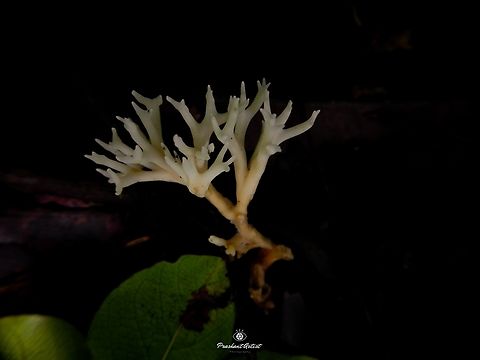 Artomyces sp (Coral Fungi) This fungi got on dead wood, which is very bright and looks like small desert tree. This fungi especial comes out on the specific temperature condition that can help to motive for the growth on substratum with using some leaf litter decayed macromolecules and micro molecules. The nutrition availability is much more important part for these coral fungi. Artomyces,Forest,Forests,Fungi,Fungus,Geotagged,India,Rainforest,White,Wild Karnataka,coral fungus,dark,incredible india,karnataka