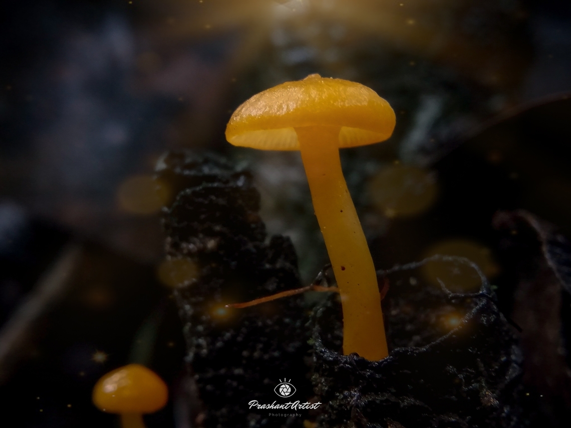 Mycena Leaiana (Citric color agaricus fungi) This fungi got near deciduous forest type, western ghat is hotspot for the diversity of Mycena species. usually my almost observation says the perfectionists can only get the species by huge observation, The clumpy diversity with macro individuals never seen but need to find, the bamboo stock has been concentrated and animal grazing can assign some nutritional barrier that is poop of animal can used to grow the fungi by several physical factors. Geotagged,India,Macro,Mycena leaiana,Orange,Orange peel fungus,WeMacro,Wild Karnataka,incredible india,karnataka,mycena