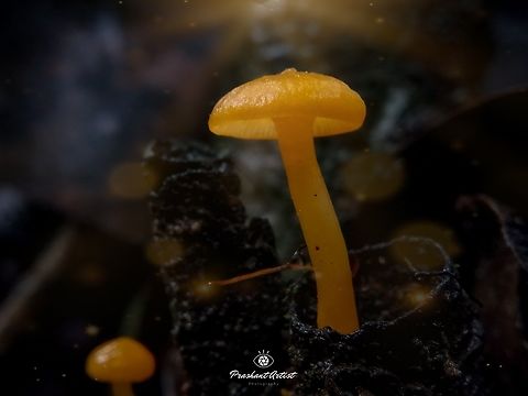 Mycena Leaiana (Citric color agaricus fungi) This fungi got near deciduous forest type, western ghat is hotspot for the diversity of Mycena species. usually my almost observation says the perfectionists can only get the species by huge observation, The clumpy diversity with macro individuals never seen but need to find, the bamboo stock has been concentrated and animal grazing can assign some nutritional barrier that is poop of animal can used to grow the fungi by several physical factors. Geotagged,India,Macro,Mycena leaiana,Orange,Orange peel fungus,WeMacro,Wild Karnataka,incredible india,karnataka,mycena