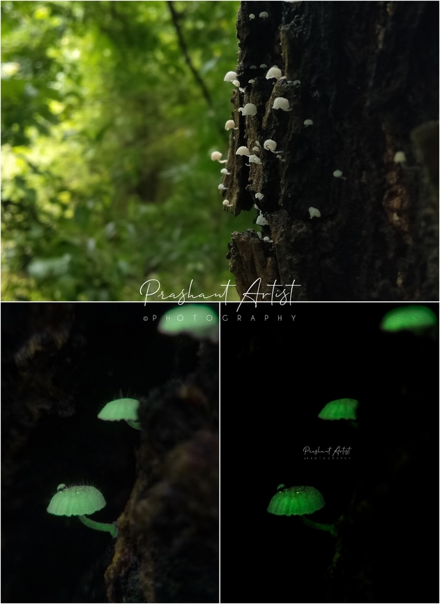 Mycena sp. (Bioluminescence Fungi) This Mycena sp grown on tree bark, the spceimen photograph under dark condition can assigned it later as bioluminescence fungi, The forest usually foggy and animal grazing is lower in rate but insects like Asian tiger mosquito and other wasps Zuwing around, most of the millipedes we got their and even more interesting other coral fungal grown under the shady place, we lack the intense of light can help to identifies the specimen but still funding the species level identification, has not been collected properly due to heavy rain and foggy environment. Fungi,Geotagged,India,Life in the dark,Rain drops,Rainforest,Wild Karnataka,bioluminescence,bioluminescent,dark,fog,foggy,incredible india,intrinsic bioluminescence,karnataka,mycena,rain,slimy fungi,western ghats