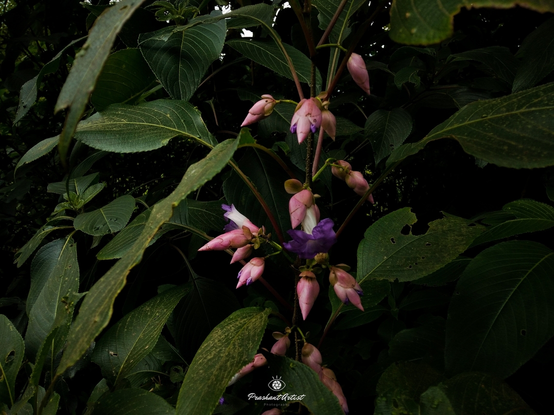 Strobilanthes callosa (Karvy) This plant bloom once in seven years, great ahead is on while blooming at that movement the honey hunt begins more than the remaining year, that honey used to treat the anti cancer, aesthetic purpose and even for more pigment adhered lacks improvement. Usually this plant is endemic to western ghats of India. Flowers,Forest,Geotagged,India,Strobilanthes callosa,Wetlands,Wild Karnataka,bloom,blooming,flower,hill slope,incredible india,indian,strobilanthes,tapered,wetland