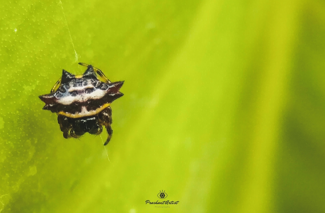 Gastracantha sp I got this specimen in Gadag Karnataka India. Looks gorgeous with thorns, preying an insect and got captured but later i got some clear images resolve the specimen identification.. will see the id of this spider. Geotagged,Green,India,Leaf,Spider,Spiders,Wild Karnataka,incredible india,indian,insect,orbweaver spider,plant