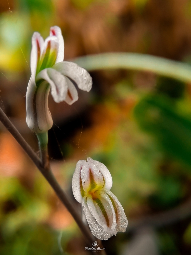 Haworthia pigmaea. (Triangular Succulent) The ornamental succulent flower bloom once in year, took picture with smartphone and this plant flowers are so minute in size. Karnataka India Geotagged,Haworthia,India,Succulent,Wild Karnataka,Wildflowers,bold,flower,incredible india,karnataka,water