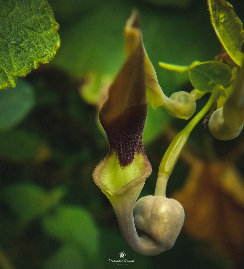 Aristolochia indica (native language: Garudakkodi / Eswaramooli). Plant is highly poisonous, used to cure some diseases and this plant native from India. Aristolochia indica,Aristolochiaceae,Geotagged,India,Wild Karnataka,Wildflowers,bloom,blooming,fire bloom,flower,incredible india,karnataka,wildflower