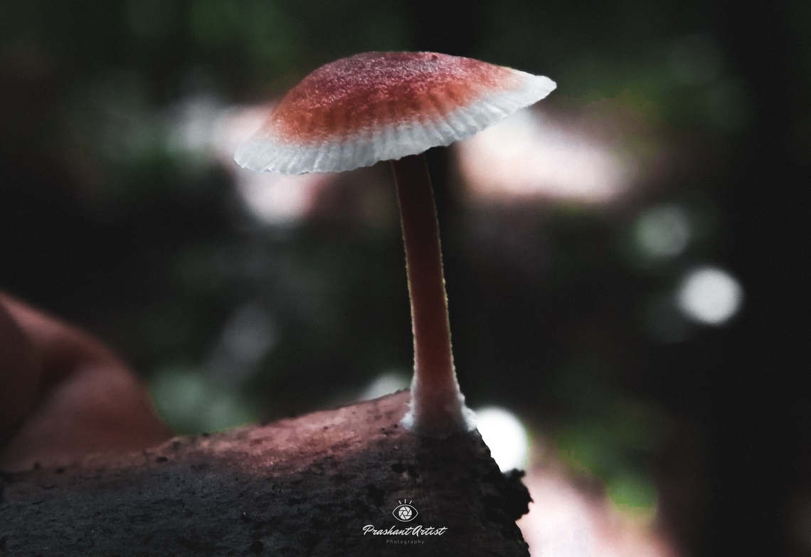 Mycena purpureofusca | Mycena purpureofusca. Got this mushroom or Agaricus in wet forest Yellapur karnataka India, Picture detailed and the sporangiophore is clear by the specimen. Agaricales,Basidiomycota,Deadwood,Forest,Fungi,Geotagged,India,Wet Lands,Wild Karnataka,Woods,incredible india,wetland