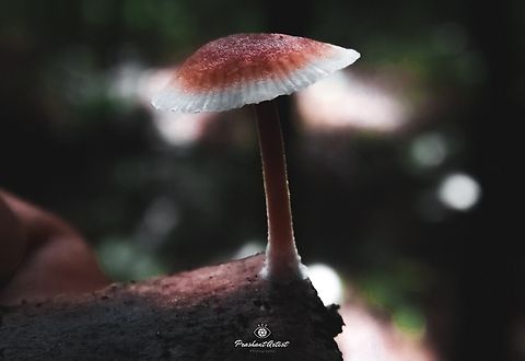 Mycena purpureofusca | Mycena purpureofusca. Got this mushroom or Agaricus in wet forest Yellapur karnataka India, Picture detailed and the sporangiophore is clear by the specimen. Agaricales,Basidiomycota,Deadwood,Forest,Fungi,Geotagged,India,Wet Lands,Wild Karnataka,Woods,incredible india,wetland