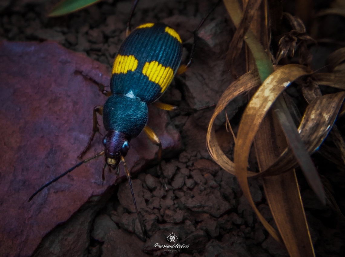 Craspedophorus mandarinus. Common name : Yellow Spotted Ground Beetle. Common name : Yellow Spotted Ground Beetle.<br />
This insect is very offered and rare to see in the temporal region due to lack of other specimen, This insect probably eating Alysicarpus bupleurifolius. fruit seems the scorpion tail, got shocked by the structure of seed, later got to know that from Alysicarpus bupleurifolius. I have footage of the insect preying or hunting the seed from surround. Beetles,Craspedophorus mandarinus,Crospedophorus,Geotagged,India,Insecta,Insects,Wild Karnataka,beetle,incredible india,insect,karnataka,lined,yellow,yellow spotted