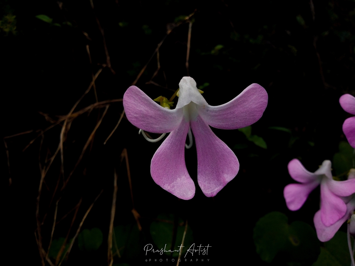 Impatiens acaulis (Wild Spcies). We seek the other plant specimen in the grass land forest type got the land of Impatiens flower looks gorgeous with pink land and found lot of fauna at this time the picture took from western ghat of India.  Flowers,Geotagged,Impatiens acaulis,India,Lithophytic,Pink Flowers,Rainforest,Wild Karnataka,Wildflowers,flower,flowering plant,impatiens,incredible india,terrestrial,western ghats