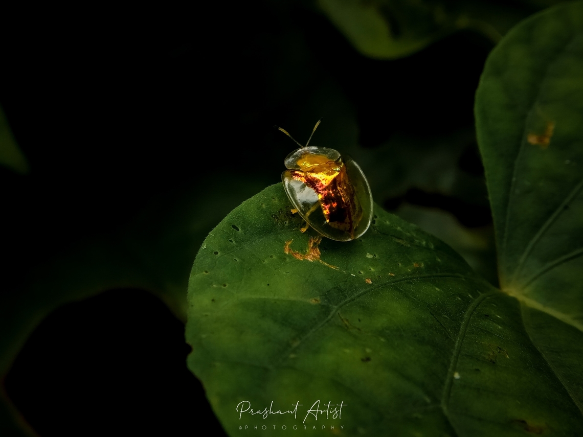 Furcated Tortoise Beetle Picture was captured under 25mm magnified lens which effectively seems the texture of that insect normally by the pixels, this insect glitter more than the gold metal and which habitat is more often on shrubs and meals by small insects and plant parts. Aspidimorpha furcata,Charidotella sexpunctata,Geotagged,Golden Tortoise Beetle,India,Insects,Wild Karnataka,beetle,golden beetle,incredible india,insect,western ghats