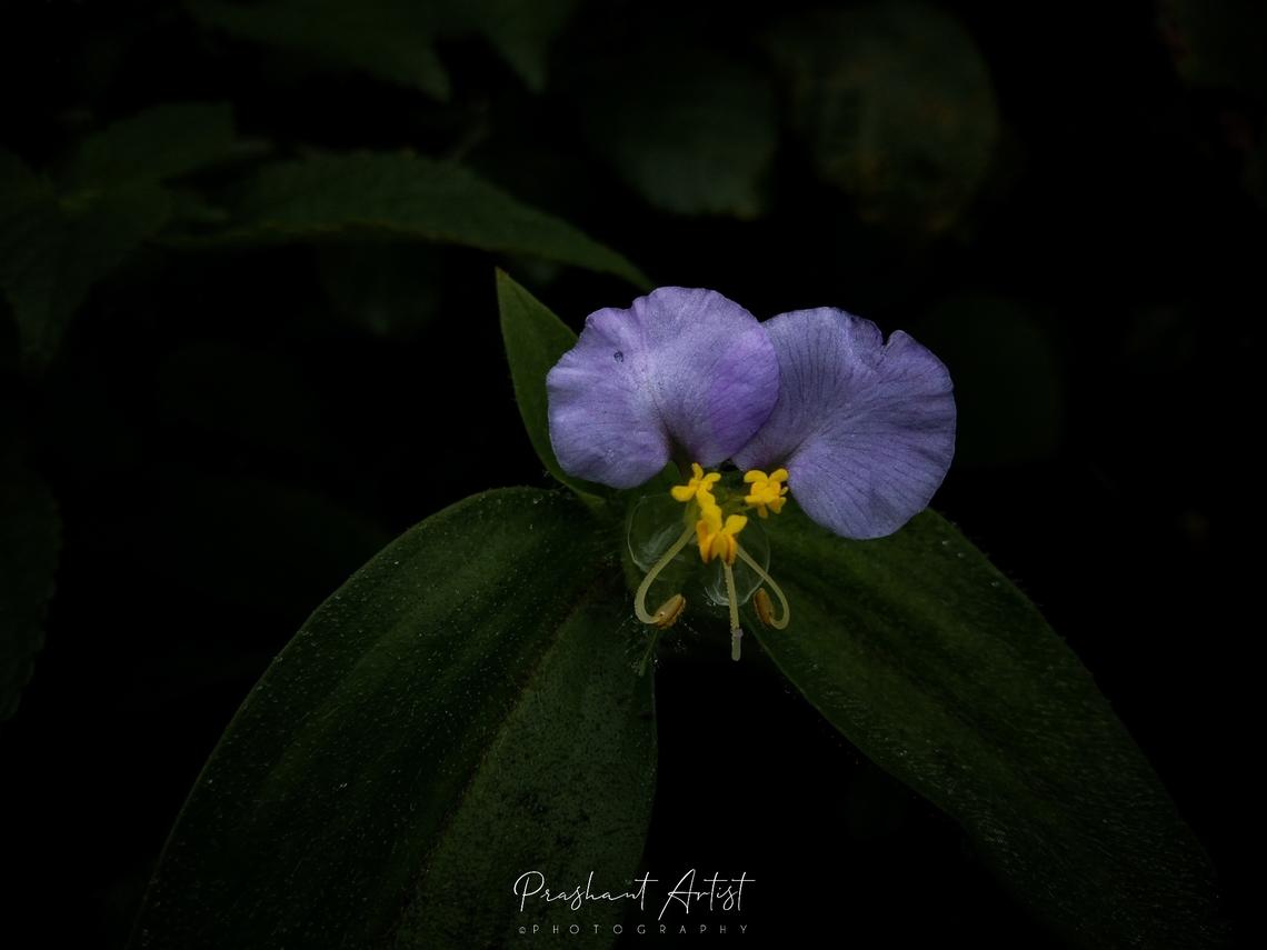 Commelina paludosa This grass specimen native from gadag and endemic to regions, now we can see this specimen all over the region which are called as temporal and these specimen looks gorgeous at the blooming. Commelina paludosa,Geotagged,Grass,India,Spiny Forest,Wild Karnataka,Wildflowers,bloom,blooming,dark,flower,flowering plant,incredible india,purple,violet,wild flower,yellow