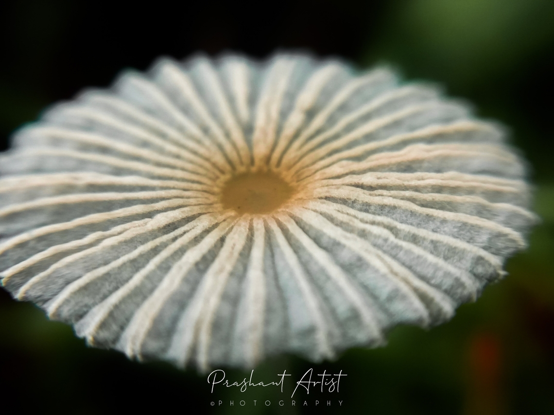Parasola plicatilis (Curtis) Red Head Vilgalys & Hopple Pleated Inkcap fungi commonly found in grassland (short grasses) and usually these fungi are very helpful for the growth of grass and their habitation on factor influenced by several mutual association. Also called as Little Japanese umbrella, formerly coprinus very delicate in nature. heavy rain or overnight rain helpful for the growth of fungi, if this fungi existence record the rain parameter as we look into the populations. Fungi,Fungus,Geotagged,Grass,India,Parasola plicatilis,Pleated Inkcap,Wild Karnataka,hood,incredible india,texture
