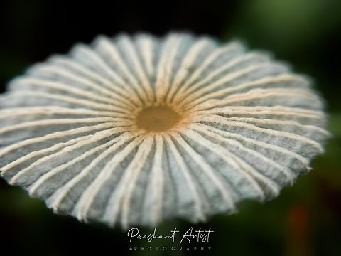 Parasola plicatilis (Curtis) Red Head Vilgalys & Hopple Pleated Inkcap fungi commonly found in grassland (short grasses) and usually these fungi are very helpful for the growth of grass and their habitation on factor influenced by several mutual association. Also called as Little Japanese umbrella, formerly coprinus very delicate in nature. heavy rain or overnight rain helpful for the growth of fungi, if this fungi existence record the rain parameter as we look into the populations. Fungi,Fungus,Geotagged,Grass,India,Parasola plicatilis,Pleated Inkcap,Wild Karnataka,hood,incredible india,texture