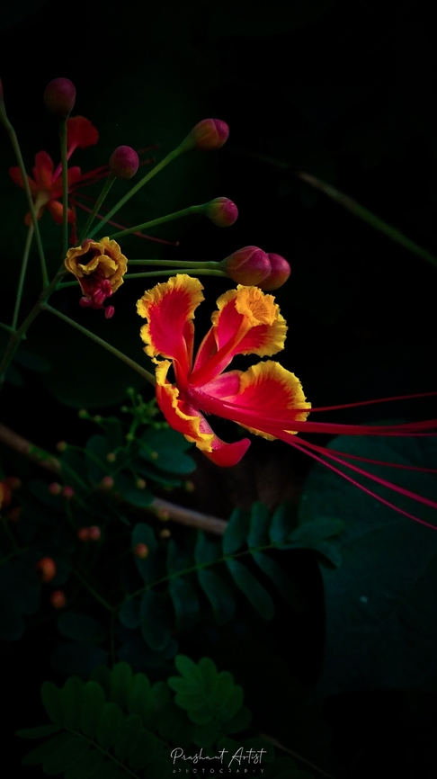 Caesalpinia pulcherrima. commonly distributed in India. This plant used to grow as ornamental and even better shade can tolerate the sunlight. This plant adopt the lot of climbers and need more water to grow, due to high water intake module can say the plant will seek the water based habitat always. Caesalpinia Pulcherrima,Caesalpinia pulcherrima,Geotagged,India,Poinciana,Wild Karnataka,bloom,blooming,flower,flowering plant,incredible india,karnataka,red flowers