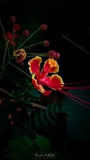 Caesalpinia pulcherrima. commonly distributed in India. This plant used to grow as ornamental and even better shade can tolerate the sunlight. This plant adopt the lot of climbers and need more water to grow, due to high water intake module can say the plant will seek the water based habitat always. Caesalpinia Pulcherrima,Caesalpinia pulcherrima,Geotagged,India,Poinciana,Wild Karnataka,bloom,blooming,flower,flowering plant,incredible india,karnataka,red flowers