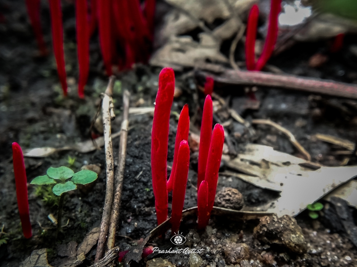 Clavaria miniata (Red Coral fungi) Found this specimen under the rain forest, near Maharashtra, the place from belgaum karnataka India. These species found less and rare to see. the specimen looks red carpet in the forest trunk zone, these are purely terrestrial forms. Fungi,Fungus,Geotagged,India,Rainforest,Wild Karnataka,clavaria,coral,incredible india,red