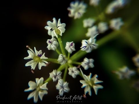 Pimpinella Sp This plant found near the farm house. Inflorescence seem gorgeous. Captured with normal smartphone lens. Picture native is from western ghat Karnataka India. Geotagged,India,Wild Karnataka,Wildflowers,flower,flowering plant,incredible india,pimpinella,wild flower