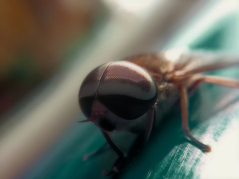 Tabanus sp (Horse Fly) I found this fly on stare grill which was very big in size compare to normal house flies, This insect is dangerous seems with blood sucking tapered sharp edge combs presence. This insect is highly determined and follow the blood essence at the meal time and looks gorgeous when we look deep into it. Too more pixels were seen when i took the picture of this insect. Common in Dry land and born specifically. Fall,Geotagged,Horse fly,India,Pangonius pyritosus,Tabanidae,Tabanus,Wild Karnataka,details,incredible india,insect,pixel