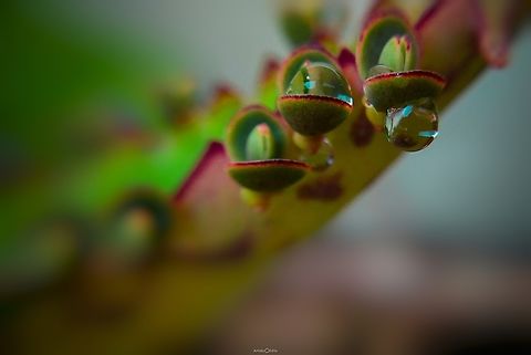 Bryophyllum daigremontianum (Succulent) The name itself plant called Madagascar, plant leaves are more delicious by water intake, more often this plant grow in Xerophytic condition, the plant produces lot of bunch of buds hang out at the margin grid. I took the plant picture at the time of monsoon can show holding the water drop and store can happen in absorption of water easily by various mechanism. Bryophyllum,Geotagged,Green,India,Kalanchoe daigremontiana,Madagascar,Mother of Thousands,Succulent,body modification,buds,dry land,incredible india,karnataka,xerophytic