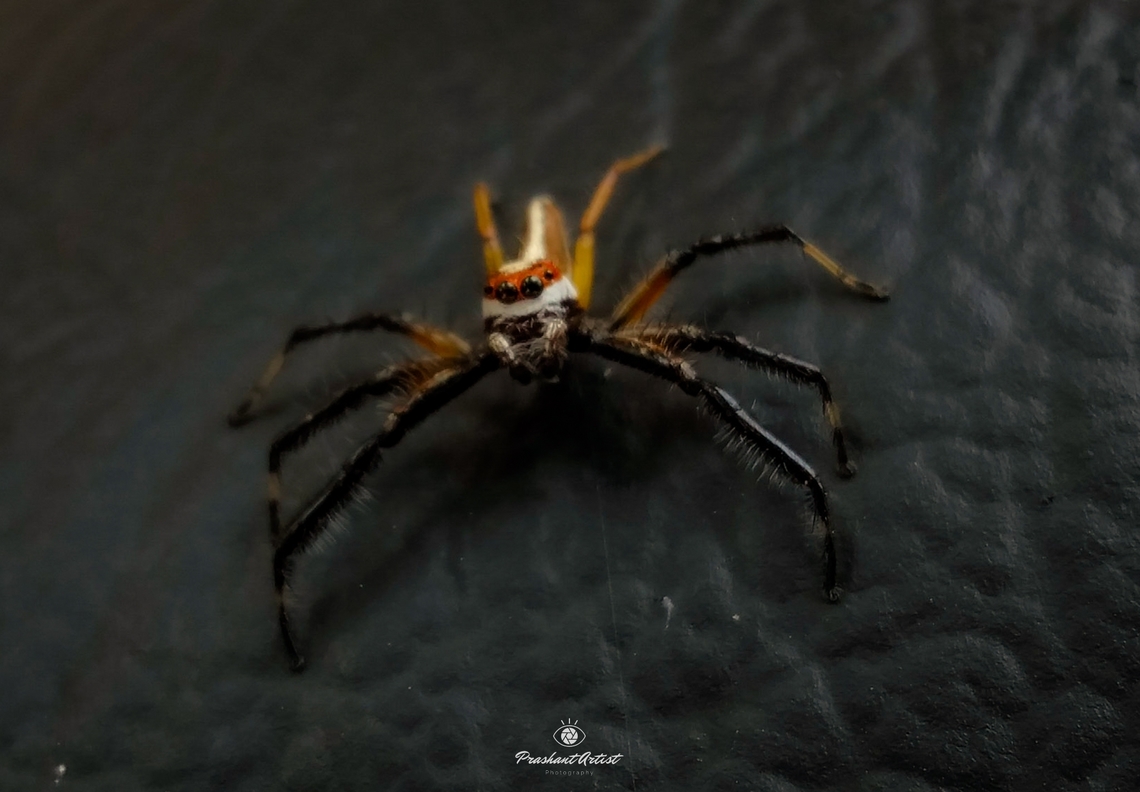 Telamonia dimidiata (Two Stripped telamonia) This spider commonly seen with flower mantis habitat, gorgeous looking key lock system, this spider have long legs and even we can see these spider in shrubby lands more often. I found this spider on Acacia tree species bark. Geotagged,India,Insects,Spider,Spiders,Telamonia dimidiata,Two-striped jumper,Wild Karnataka,brown,entomologist,entomology,incredible india,insect,telamonia,web