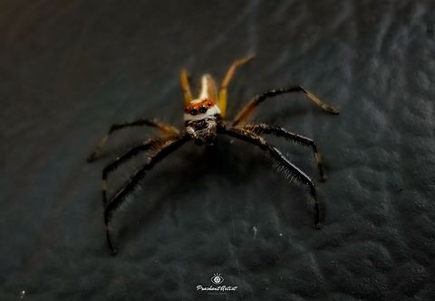 Telamonia dimidiata (Two Stripped telamonia) This spider commonly seen with flower mantis habitat, gorgeous looking key lock system, this spider have long legs and even we can see these spider in shrubby lands more often. I found this spider on Acacia tree species bark. Geotagged,India,Insects,Spider,Spiders,Telamonia dimidiata,Two-striped jumper,Wild Karnataka,brown,entomologist,entomology,incredible india,insect,telamonia,web