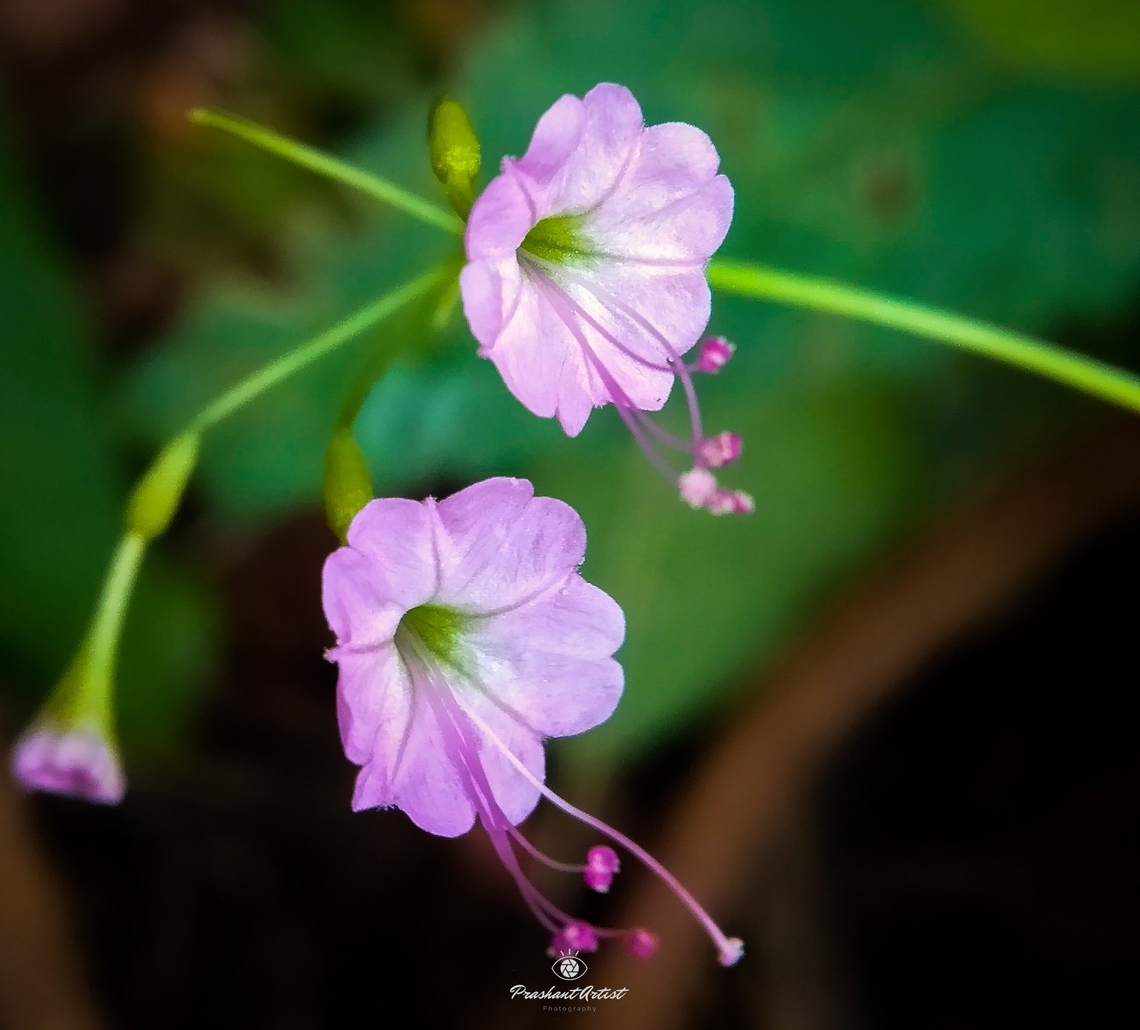 Commicarpus chinensis (Diffuse hogweed) Climber we can say, this plant species blooms after monsoon season and looks very miniature but the entire plant was big enough, flowers are miniature and non aroma, this climber found only at the temperature effect by sunlight earlier day. Commicarpus chinensis,Diffuse Hogweed,Geotagged,India,Pink Flowers,Wild Karnataka,Wild flowers,after bloom,bloom,blooming,climber,flower,flowering plant,incredible india,pink bloom,tree climber