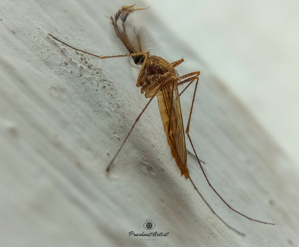 Male Mosquito - Culicidae Most of the common insect use to see the Polytene chromosome through stages of instar larvae and their behavior. The basic information has to be studied under the scientific characters by dissecting the specimen and observed under the microscope. Most of these insect habitat is drain water and still water which has been stored as longer time period with rotten or meats. Geotagged,India,Insects,Mosquito,Wild Karnataka,entomologist,entomology,incredible india,insect,miniature