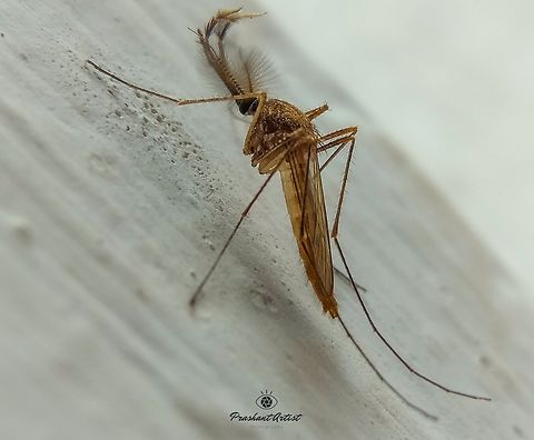 Male Mosquito - Culicidae Most of the common insect use to see the Polytene chromosome through stages of instar larvae and their behavior. The basic information has to be studied under the scientific characters by dissecting the specimen and observed under the microscope. Most of these insect habitat is drain water and still water which has been stored as longer time period with rotten or meats. Geotagged,India,Insects,Mosquito,Wild Karnataka,entomologist,entomology,incredible india,insect,miniature