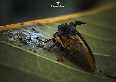 Leptocentrus taurus (Membracidae). This insect found in dry deciduous forest lands usually woody habitat can evolved the horns for extensive defense mechanisms. This insect usually more attractable but almost like Rose., very minute insect or else we can call it as Miniature. Eggplant Horned Planthopper,Geotagged,India,Insects,Leptocentrus taurus,Treehopper,TriHornedTreehopper,Wild Karnataka,dry Deciduous,incredible india,insect,landscape,miniature,treehoppers