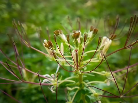 Cleoma gynandra Blooms like fountain which seems the land with lot of green fountains, this plant seen in dry and normal temporal regions commonly distributed and considered as the weed, requires water clamp fore mode of arising and survival purpose. Used as Ayurveda medicine. Cleoma gynandra,Cleome gynandra,Flowers,Geotagged,India,Wild Karnataka,bloom,blooming,blooms,flower,flowering plant,incredible india,wild flower