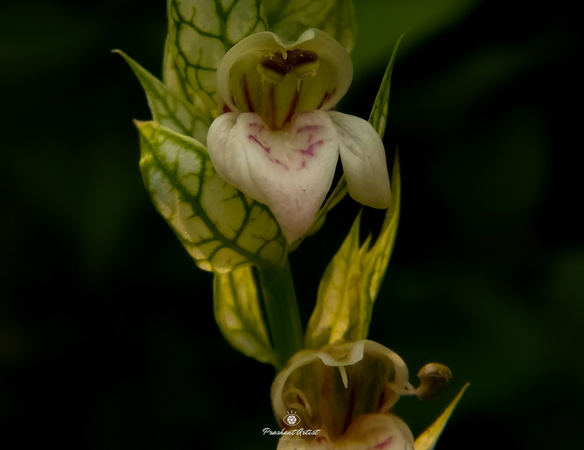 Nicoteba betonica Commonly distributed in all over south part of India, Usually Highly medicinal and even grown as ornamental tall but shrub plant looks bushy when it grows wild and widely. Geotagged,Green,India,Justicia betonica,Pink Flowers,White Shrimp Plant,Wild Karnataka,Wild flowers,flower,incredible india