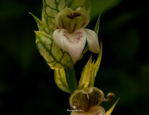Nicoteba betonica Commonly distributed in all over south part of India, Usually Highly medicinal and even grown as ornamental tall but shrub plant looks bushy when it grows wild and widely. Geotagged,Green,India,Justicia betonica,Pink Flowers,White Shrimp Plant,Wild Karnataka,Wild flowers,flower,incredible india