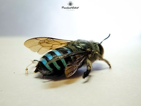 Amegilla sp (Blue Banded Bee) I have collected it from crowd area, this bee looks gorgeous at the high luminescence or intense of Blue hairs at the dorsal side and eyes became darken when it died. The structure is very clear and parts has been examined by various investigations. This bee usually stuck on bare land leaf less stems at the dark time. Scented plants get pollinated by these bees usually... Amegilla sp.,Amegilla zonata,Blue banded bee,Geotagged,India,Insects,Macro,Wild Karnataka,details,entomologist,entomology,incredible india,insect