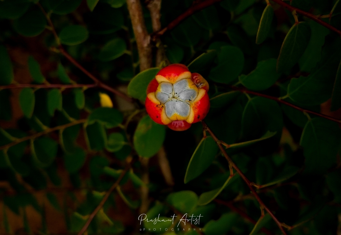 Breynia retusa (Cup Saucer Flower) Found common in western ghats of India. This plant usually blooms and looks gorgeous at the dark forest bright blooms flashing the red color fluorescent. Attractable plant ever.  Breynia retusa,Flora,Geotagged,India,Rainforest,Wild Karnataka,Wild flowers,Wildflowers,bloom,blooming,breynia sp,floral,flower,incredible india,red,red flower,red flowers