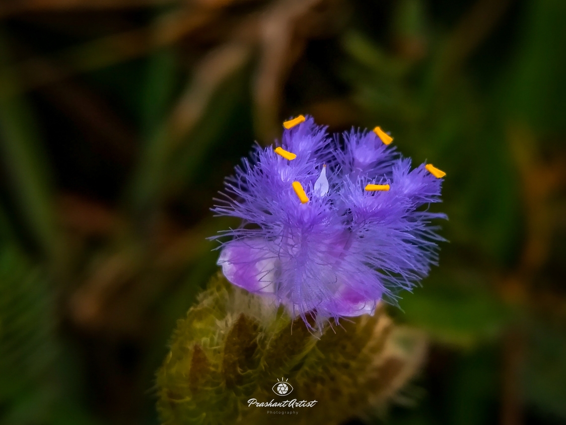 Cyanotis cristata Photographed in the year 2019, still i haven't found this plant again for the clarification, Need to known that species name. This plant usually very minute, usually considered this grass as a weed, flowers are very minute and took lot of time to capture it very clerly. Cyanotis cristata,Geotagged,India,Pink Flowers,Wild Karnataka,Wild flowers,Wildflowers,World,cyanotis,cyanotis cristata,cyanotis sp,flower,flowering plant,hairy,incredible india,miniature,trichomes
