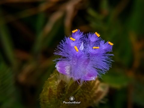 Cyanotis cristata Photographed in the year 2019, still i haven't found this plant again for the clarification, Need to known that species name. This plant usually very minute, usually considered this grass as a weed, flowers are very minute and took lot of time to capture it very clerly. Cyanotis cristata,Geotagged,India,Pink Flowers,Wild Karnataka,Wild flowers,Wildflowers,World,cyanotis,cyanotis cristata,cyanotis sp,flower,flowering plant,hairy,incredible india,miniature,trichomes