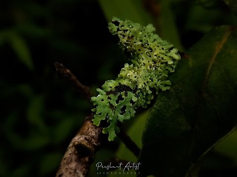 Foliose wood lichen (Ecological Indicator) Found this lichen in western ghats of India, usually this lichen grown under the shady shrubs and looks gorgeous at the lower intense of Light has captured by various angles. These lichens usually thick greenish in color can say the higher oxygen level of that ecology where it has been distributed, as some evidence says a lot with differentiated lichen characters will soon studied and report it via some articles.  Geotagged,India,Indicator,Lichen,Wild Karnataka,Wood lichen,ecological indicator,ecology,foliose lichen,incredible india,incredibleindia,lichens