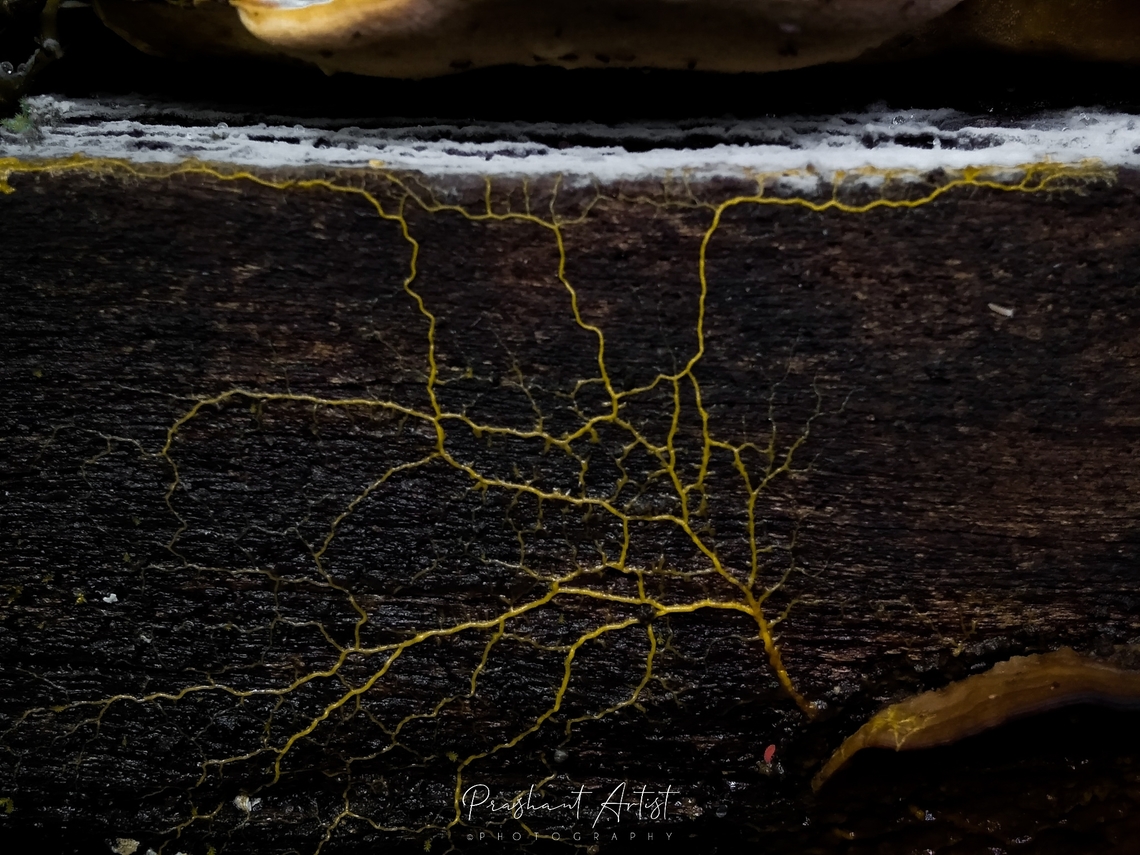 Slime mold - redacted as description was incorrect - Forest,Geotagged,India,Wild Karnataka,Woods,dark,dead wood,incredible india,roots,slimy fungi