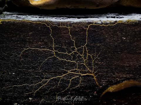 Slime mold - redacted as description was incorrect - Forest,Geotagged,India,Wild Karnataka,Woods,dark,dead wood,incredible india,roots,slimy fungi