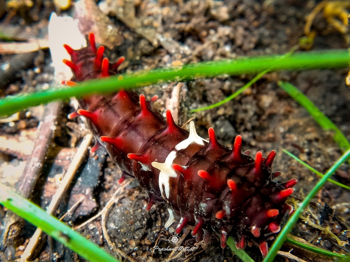 Pachliopta aristolochiae caterpillar This is very common Butterfly stage we found and this caterpillar looks spiny, spiny body says about defensive strategy over the predators. The caterpillar found in rain forest from karnataka region. from India. Caterpillar,Common Rose,Forest,Geotagged,India,Life in the dark,Pachliopta aristolochiae,Rainforest,Spiny Forest,Wild Karnataka,Woods,caterpillars,foggy,incredible india,rain,red