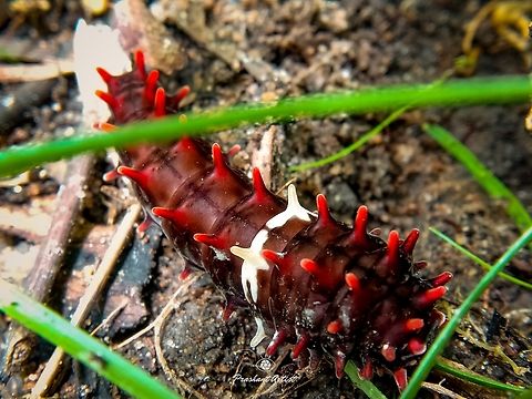 Pachliopta aristolochiae caterpillar This is very common Butterfly stage we found and this caterpillar looks spiny, spiny body says about defensive strategy over the predators. The caterpillar found in rain forest from karnataka region. from India. Caterpillar,Common Rose,Forest,Geotagged,India,Life in the dark,Pachliopta aristolochiae,Rainforest,Spiny Forest,Wild Karnataka,Woods,caterpillars,foggy,incredible india,rain,red