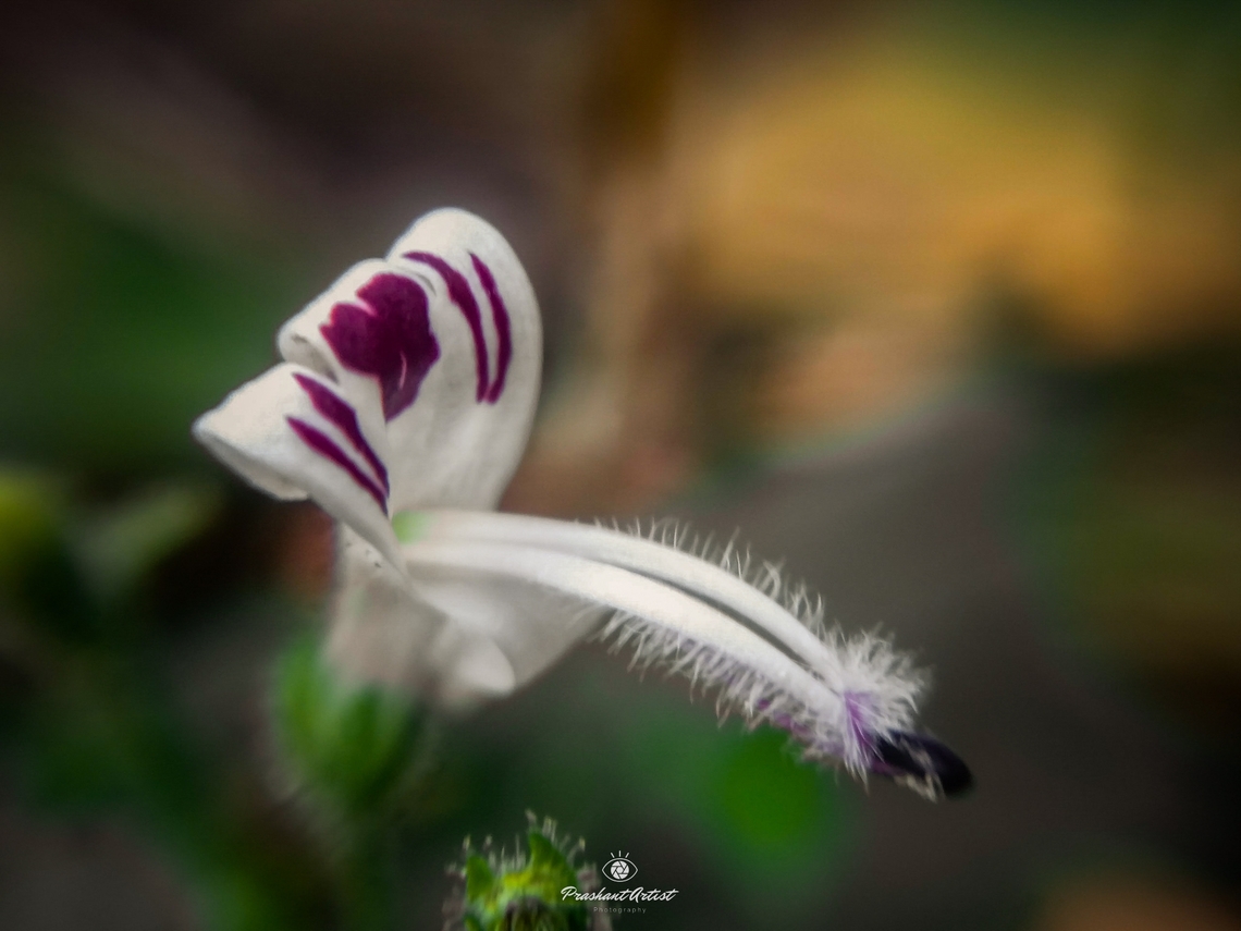 Andrographis paniculata India Ayurvedic medicinal plant, which the content of this plant is based on genus name by Andrographin which is very highly rich in source of vitamin and healing components has recorded, this plant was used even in Siddha medicine or folk medicine in earlier days. This plant found in rich mineral area meant of high lateritic regions. Andrographis paniculata,Flowers,Geotagged,Green chireta,Hills,India,Wild Karnataka,Wild flowers,andrographis,blooming,flower,flowering plant,incredible india,lateritic,wild flower