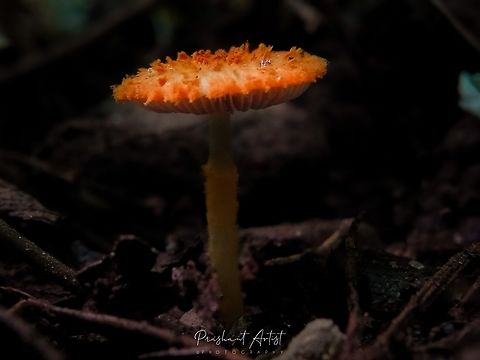 Hymenomycetes (Agaricus Orange fungi) This fungi is very bright at the center in shady place grown well by high humous content region, this fungi comes under in Hymenomycetes. Fungi,Fungus,Geotagged,Hymenomycetes,India,Life in the dark,Rainforest,Western flat-top Agaricus,Wild Karnataka,incredible india,shadow