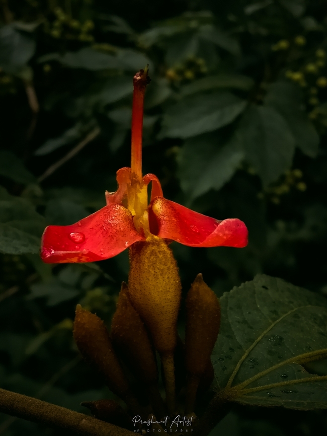 Helicteres isora L. This Malvaceae member species raises the fruit that is highly Folk medicine. commonly distributed in indian western and southern region. East Indian Screw Tree,Geotagged,Helecteres,Helecteres isora,Helicteres isora,India,Wild Karnataka,Wild flowers,Wildflowers,blooming,flower,flowering plant,incredible india,karnataka,red,red flowers