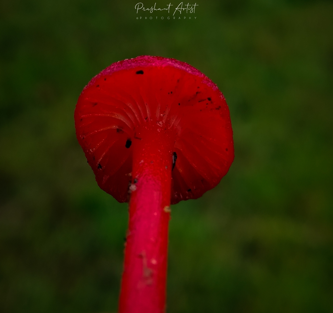 Hygrocybe miniata (Vermilion waxcap) The fungi found in moderate evergreen forest belt from the western ghats of India, This fungi glows at the sunlight and preferably this fungi grown at the shady region can evolve the status of soil from that region with rich humous production and environmental factor indications. Forest,Fungi,Geotagged,Hygrocybe miniata,Hygrocyble miniata,India,Rainforest,Wild Karnataka,crust fungi,incredible india,rain,red,red fungi